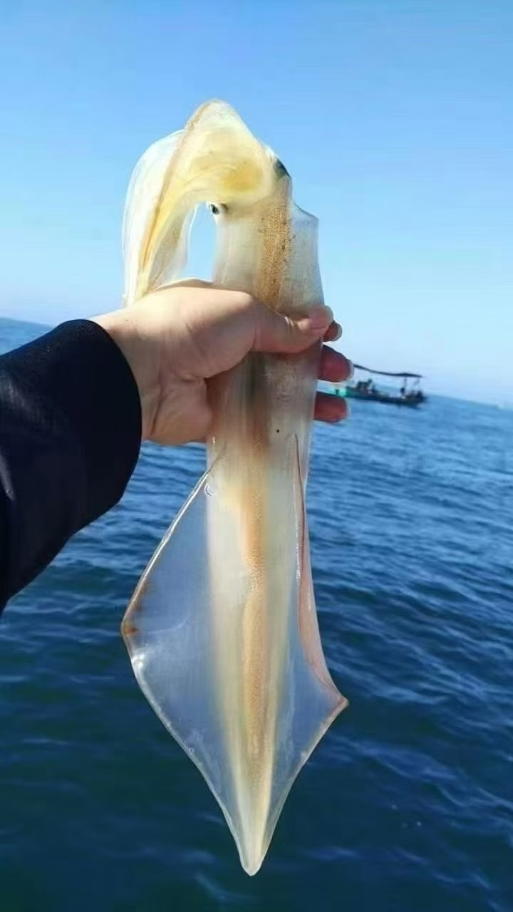 开海启渔季 章鱼“鲜”出海